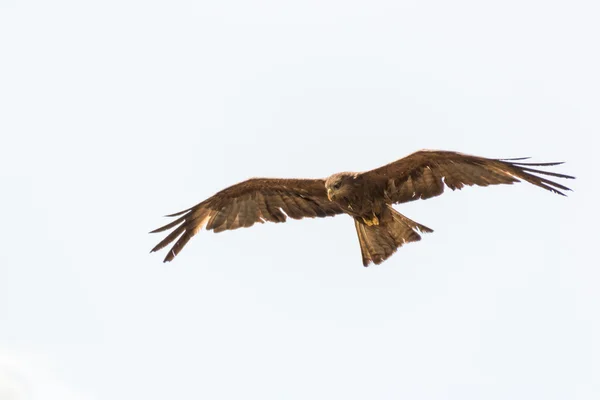 Amora in flight — Stock Photo, Image