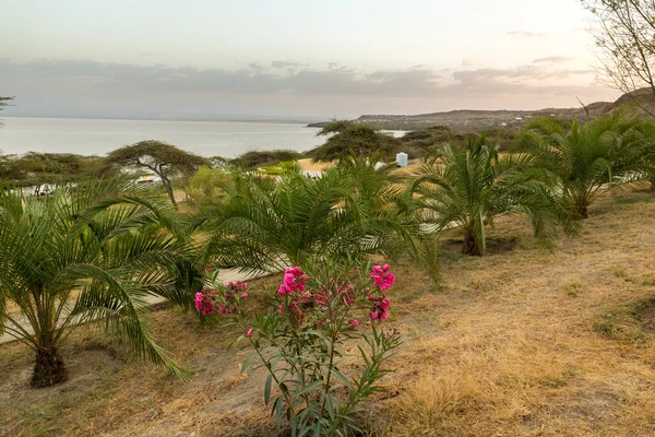 Shores of Langano Lake — Stock Photo, Image