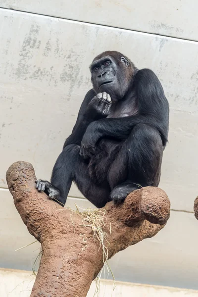 The thinking chimp — Stock Photo, Image