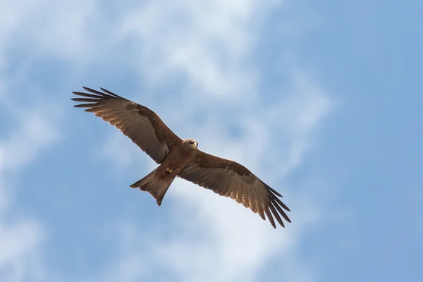 Amora en vuelo —  Fotos de Stock