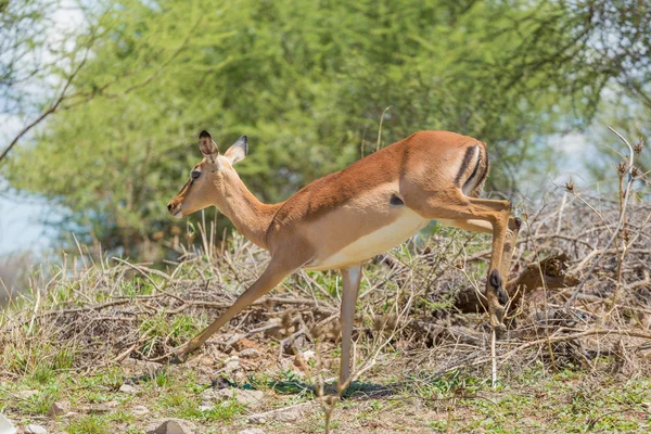 Impala på flykt — Stockfoto