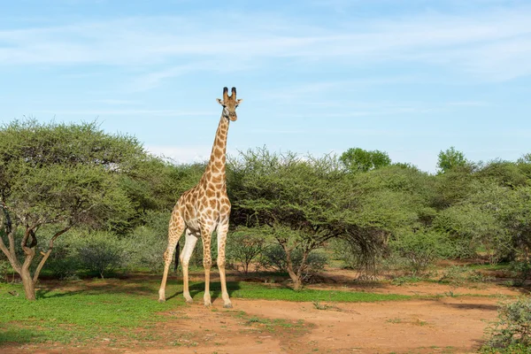 Jirafa en la naturaleza — Foto de Stock