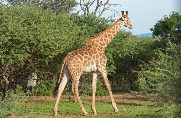 Girafa na natureza — Fotografia de Stock