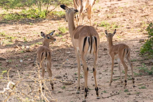 Impala family — Stock Photo, Image