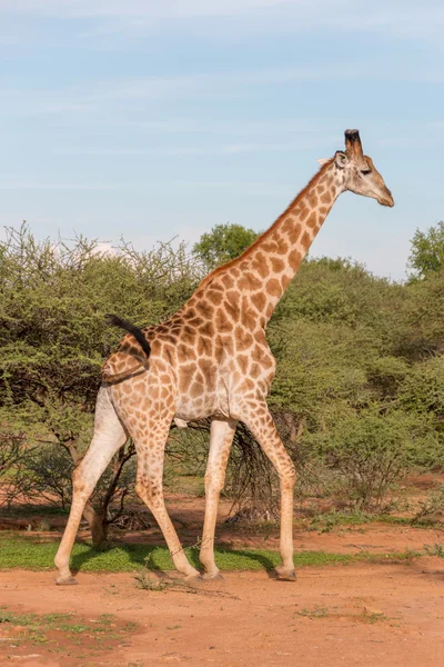 Jirafa en la naturaleza — Foto de Stock