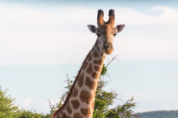 Giraffe in freier Wildbahn — Stockfoto