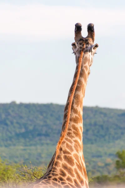 Giraff i det vilda — Stockfoto