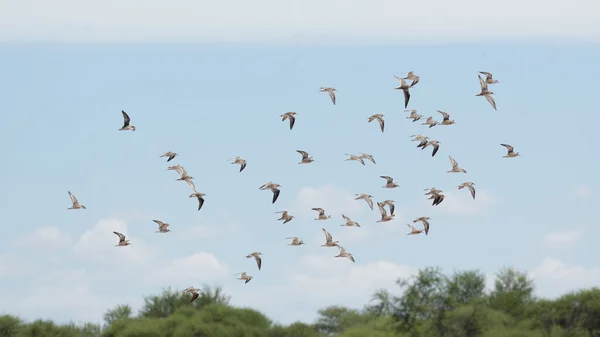 Una bandada de aves en el aire —  Fotos de Stock