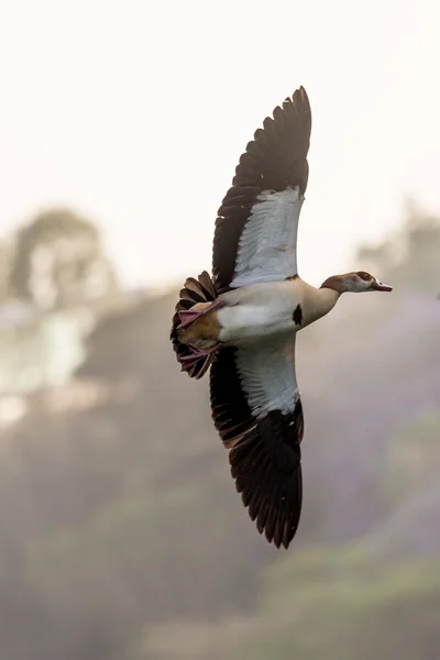 Egyptian Goose in mid flight — Stock Photo, Image