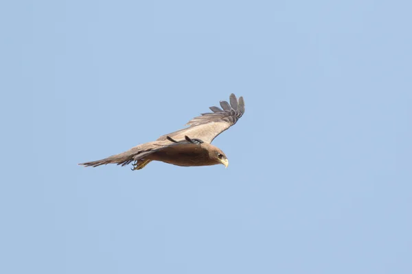 Amora in flight — Stock Photo, Image