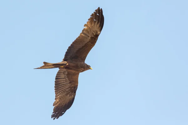 Amora en vuelo — Foto de Stock