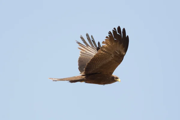 Amora in flight — Stock Photo, Image