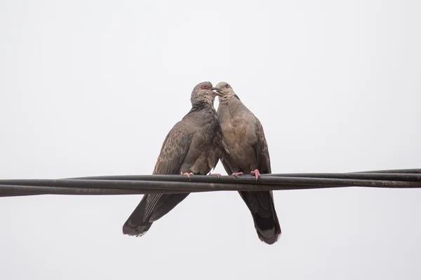 Zahnědlé hrdličko Kiss — Stock fotografie