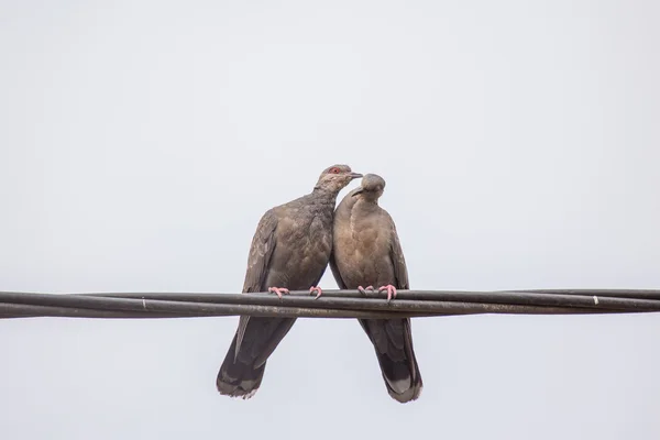 Two Dusky Turtle Doves in Love — Stock Photo, Image