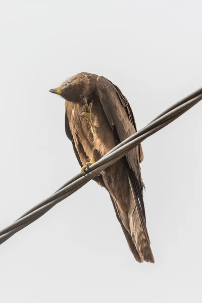 Μαύρο Kite aka Amora — Φωτογραφία Αρχείου