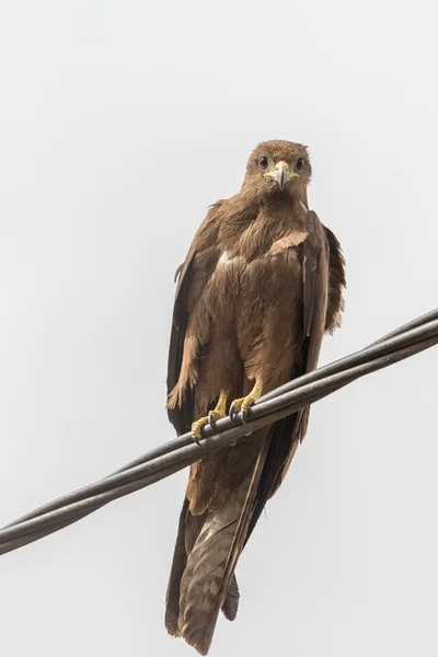 Black Kite aka Amora — Stock Photo, Image