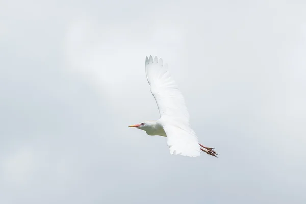 Silkeshägern — Stockfoto