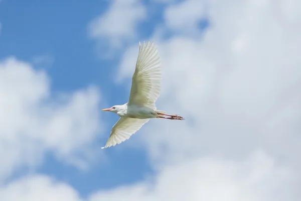 Silkeshägern — Stockfoto