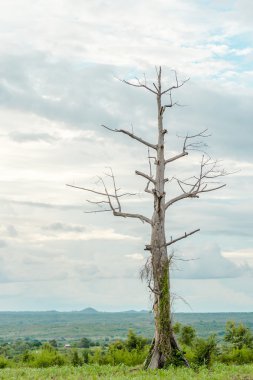 Çayırda yapraksız ağaç