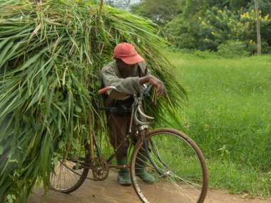 Bicycle overloaded with a large heap of freshly cut elephant gra