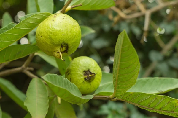 Green guava fruit — Stock Photo, Image