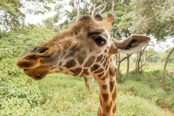 Porträtt av en giraff — Stockfoto