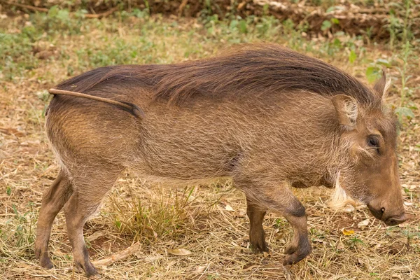 아프리카 혹 멧돼지 — 스톡 사진
