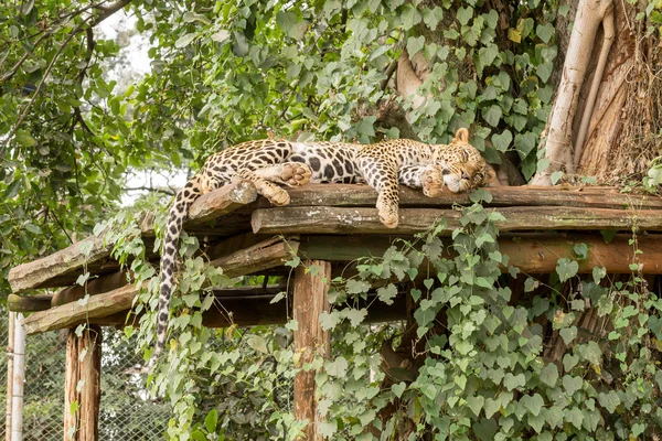 Sleeping Leopard — Stock Photo, Image