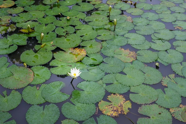 Lótus branco waterlily — Fotografia de Stock