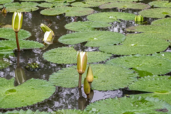 Lótus branco waterlily — Fotografia de Stock