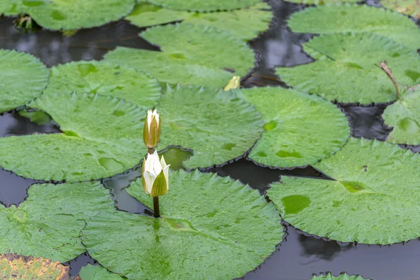 Lótus branco waterlily — Fotografia de Stock