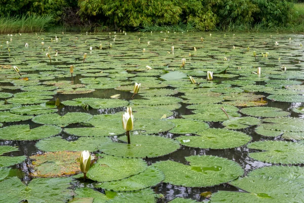 White Lotus waterlily — Stock Photo, Image