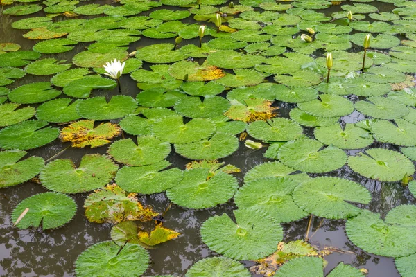 Lótus branco waterlily — Fotografia de Stock