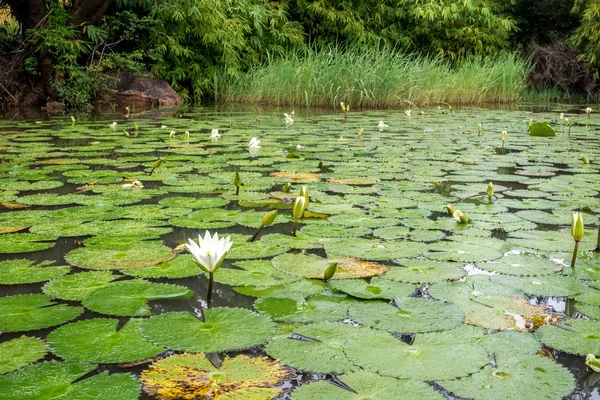 Lótus branco waterlily — Fotografia de Stock