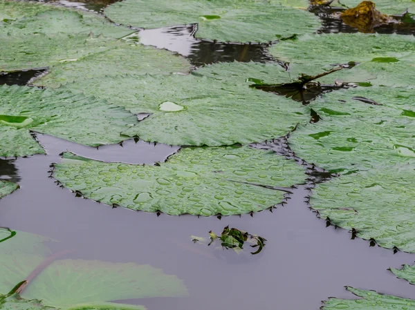 Weiße Lotusseerose — Stockfoto