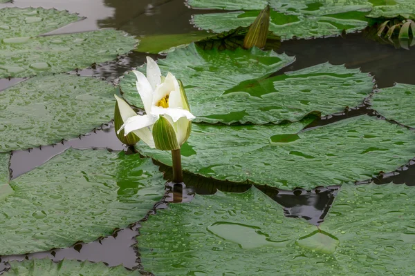 Lotus blanc nénuphar — Photo