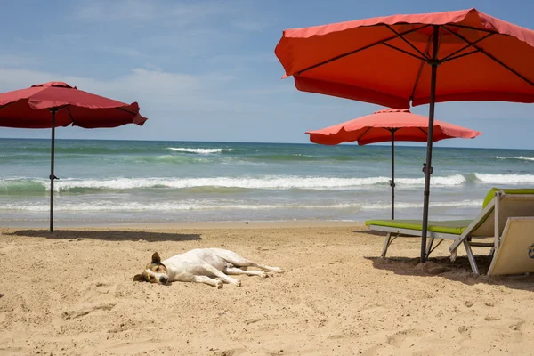 狗在沙滩上海滩放松 — 图库照片