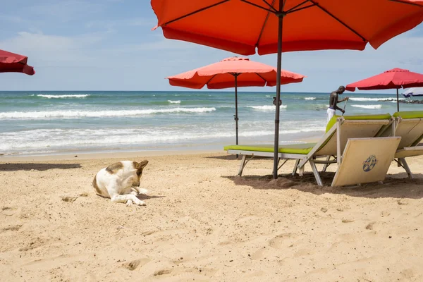 Собака отдыхает на пляже — стоковое фото