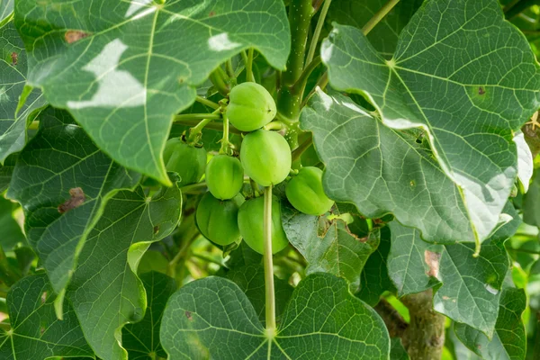 Jatropha curcas blad en fruit — Stockfoto