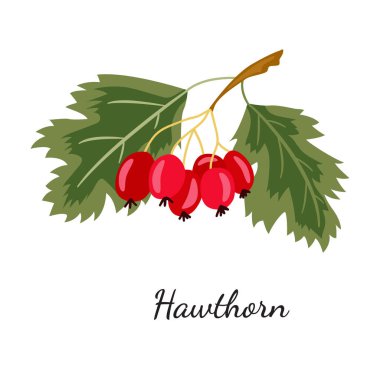 Hawthorn sketch mon color