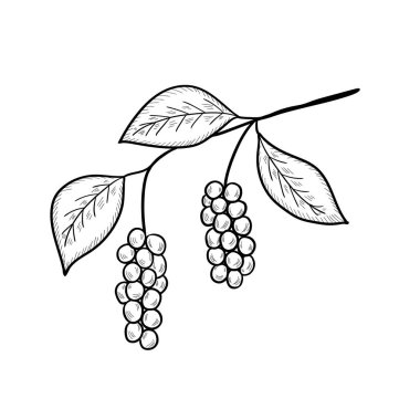 Çin Schisandra 'sı.