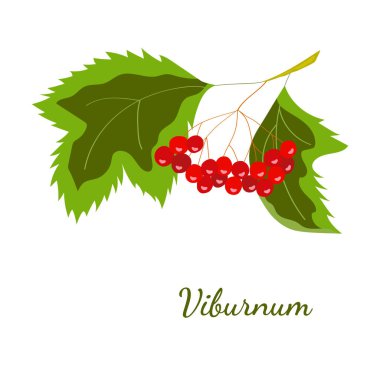 Viburnum rengi mon