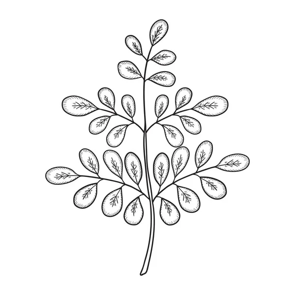 Moringa oleifera, mon — Vector de stock