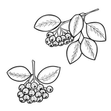 Chokeberry çizimi.