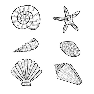 Deniz kabukları, deniz yıldızı.