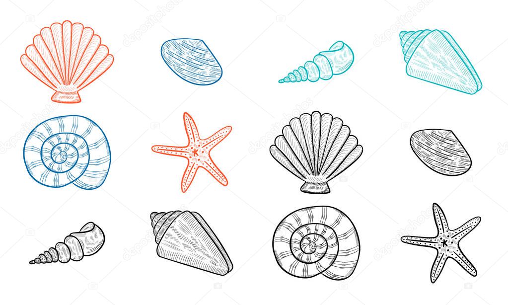 seashells, starfish color b-w
