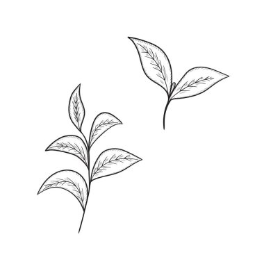 Yeşil çay yaprağı.