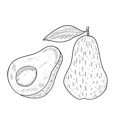 Avokado çizimi