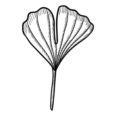 Ginkgo Biloba sanat seti