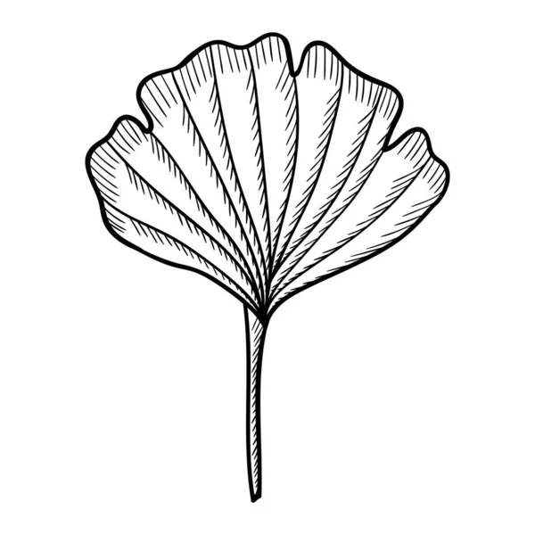 Ginkgo Biloba sanat seti — Stok Vektör